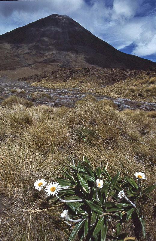 WT 0200 024-38 New Zealand.jpg